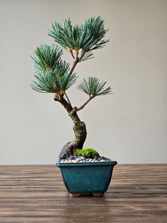 Japanese White Pine #003