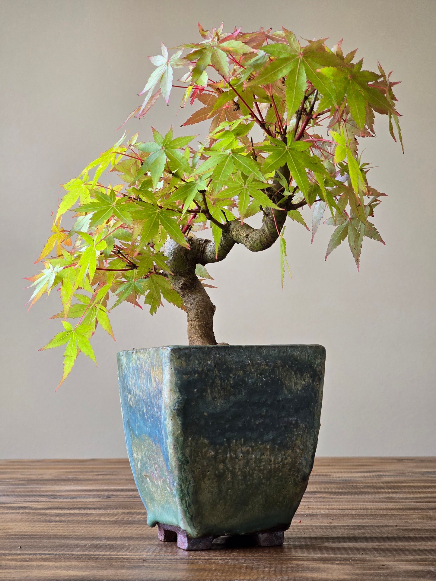 Semi Cascade Coral Bark Japanese Maple with handmade pot