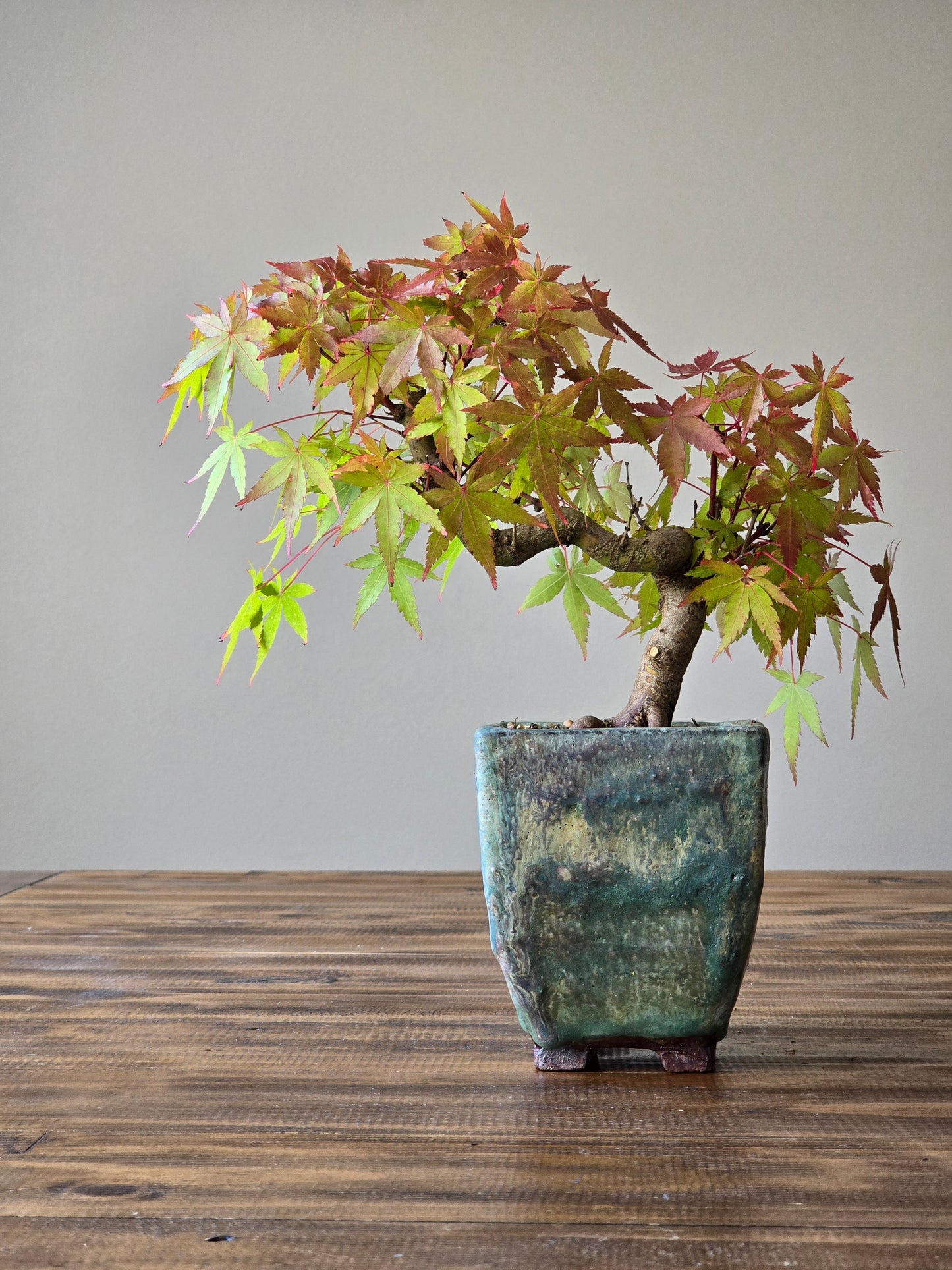 Semi Cascade Coral Bark Japanese Maple with handmade pot