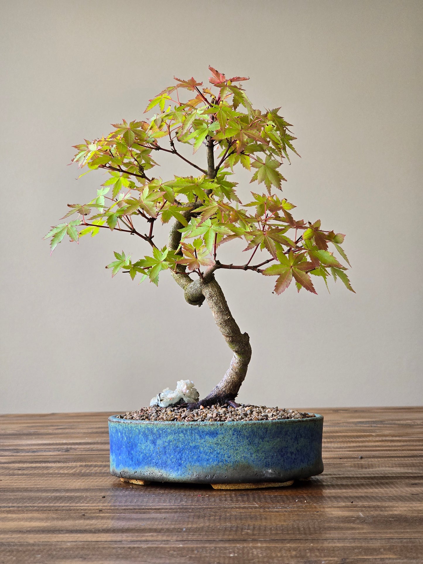 Coral Bark Japanese Maple with handmade pot