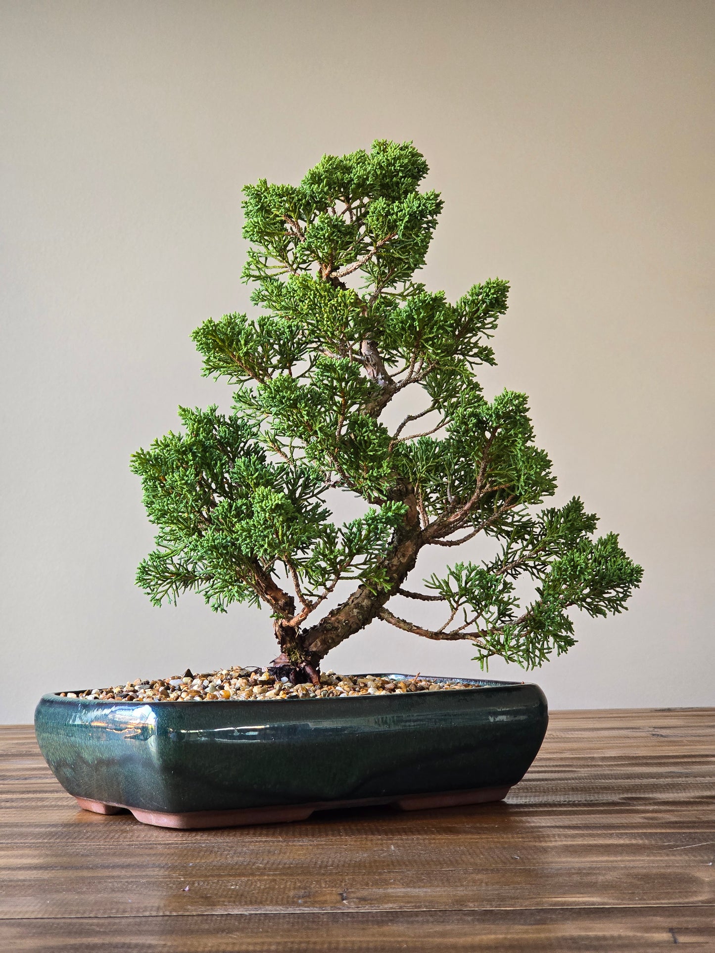 Shimpaku Juniper Bonsai