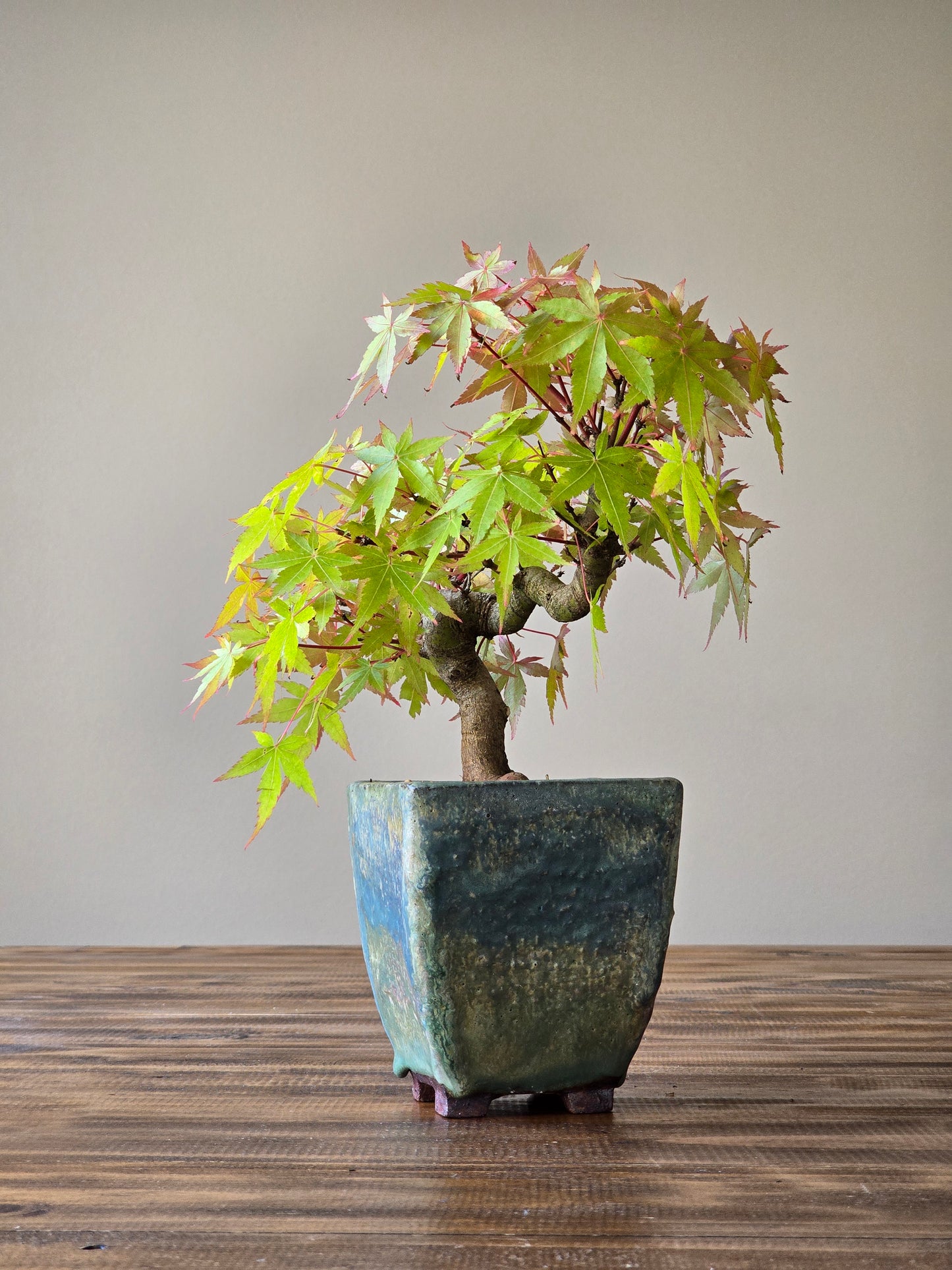 Semi Cascade Coral Bark Japanese Maple with handmade pot