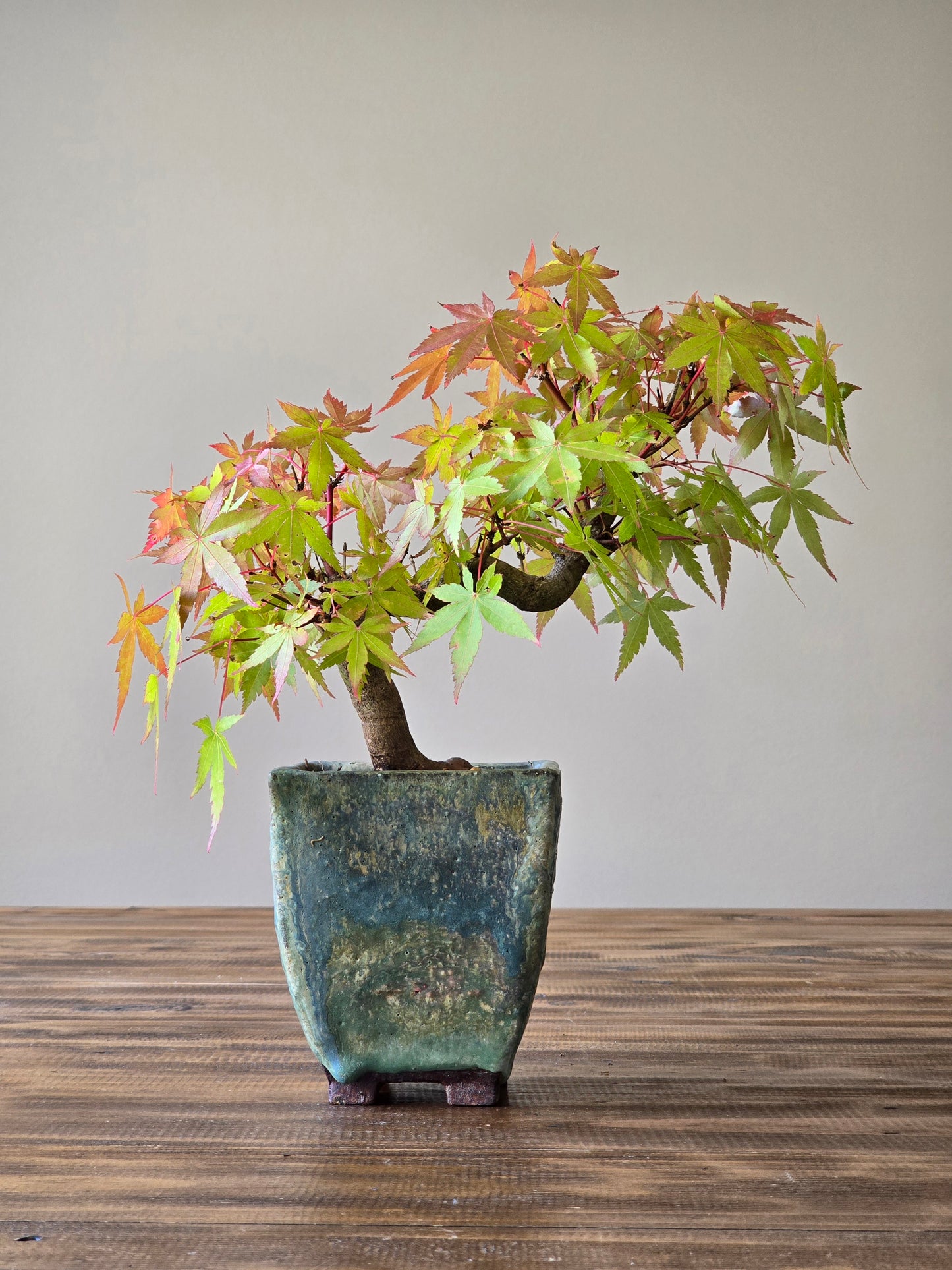 Semi Cascade Coral Bark Japanese Maple with handmade pot