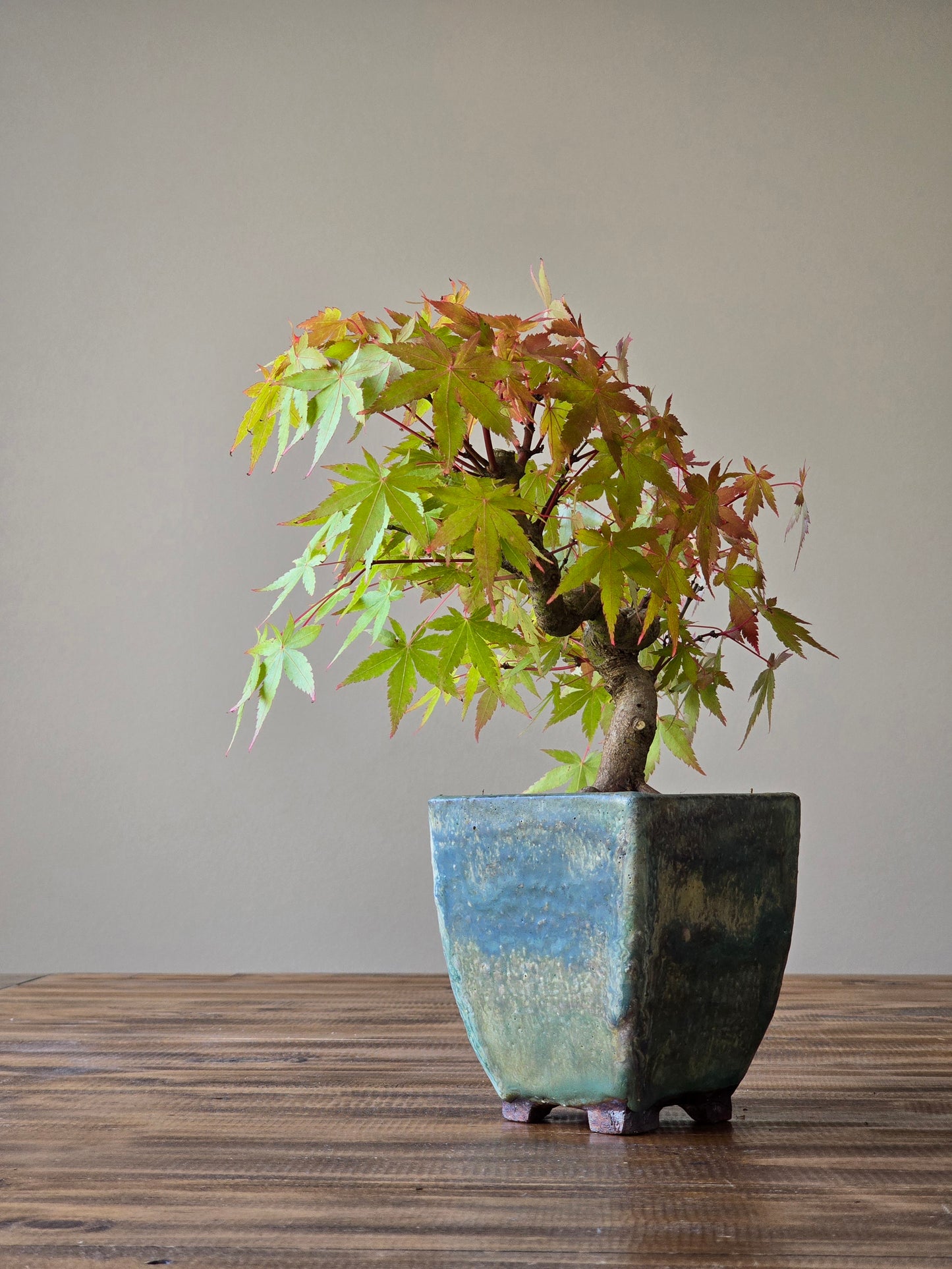 Semi Cascade Coral Bark Japanese Maple with handmade pot