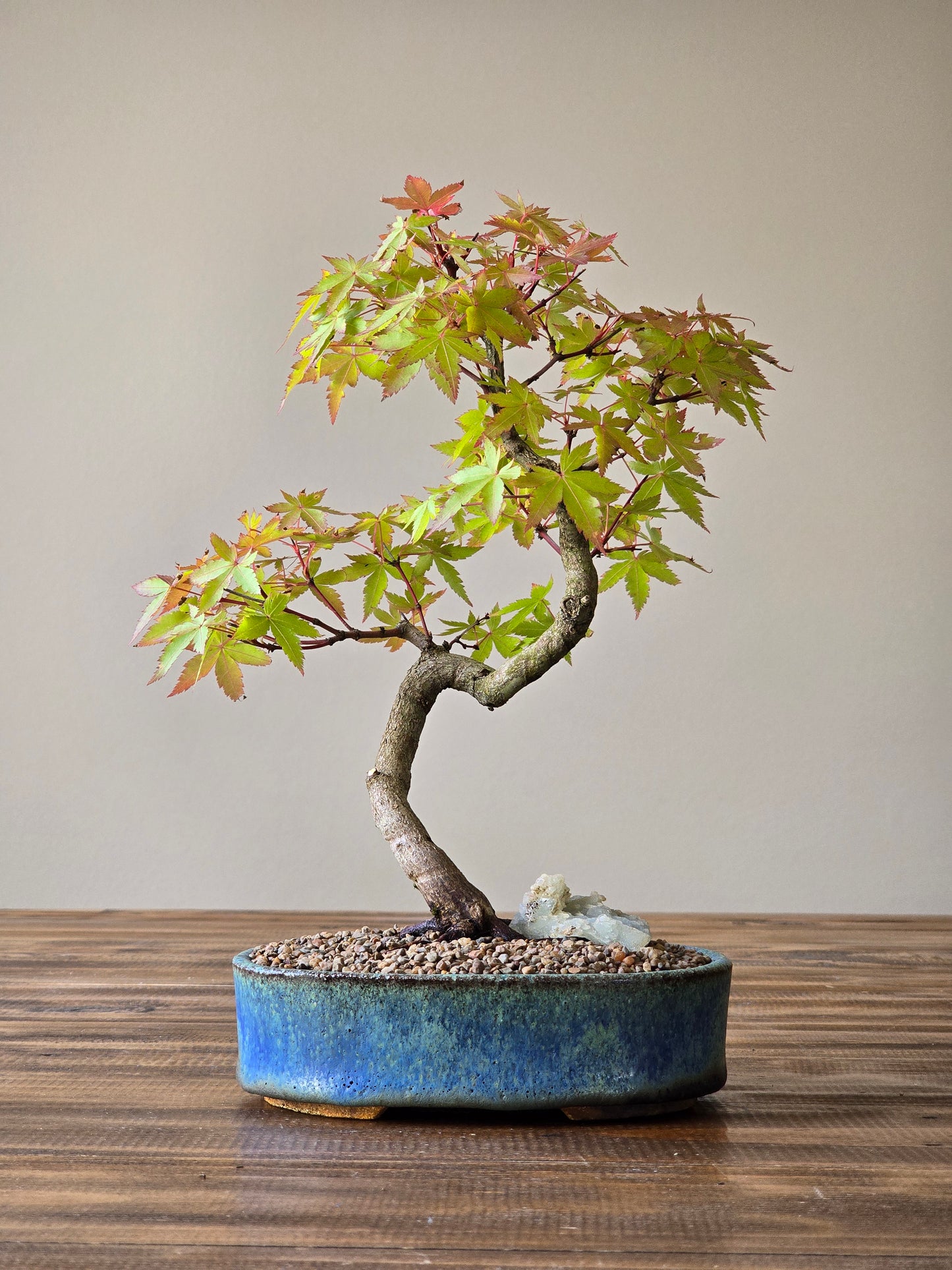 Coral Bark Japanese Maple with handmade pot