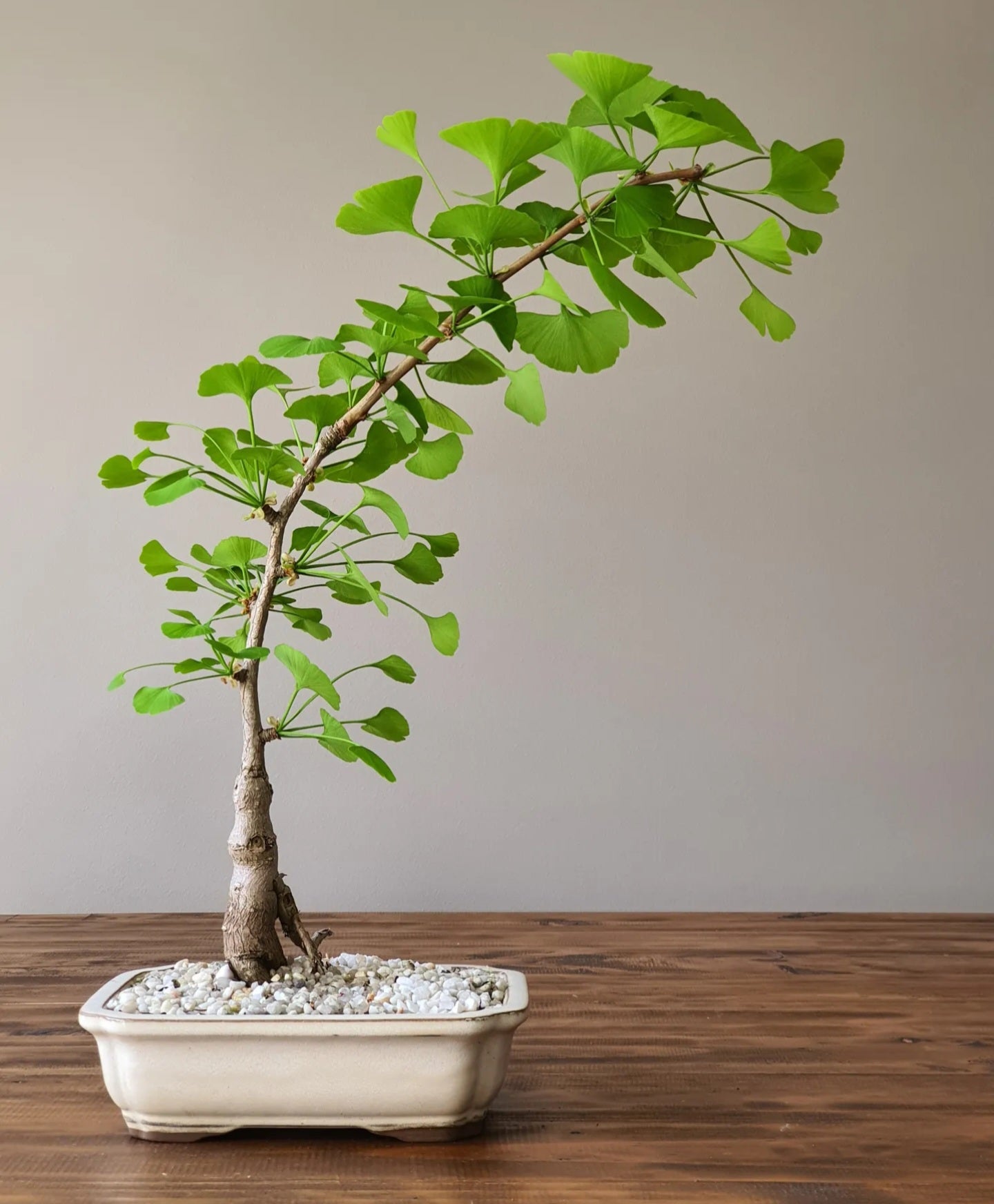 Gingko Bonsai #001