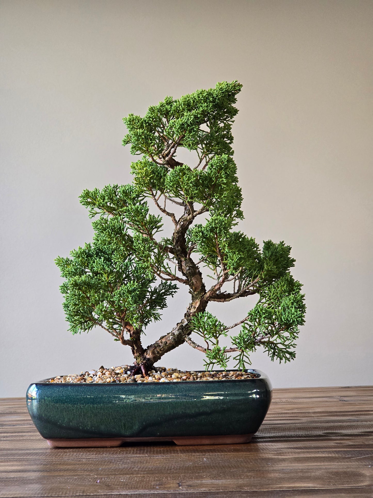 Shimpaku Juniper Bonsai