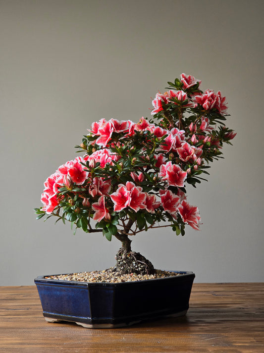 Large Azalea Bonsai Kurume ‘Mrs Kint’ (PICKUP ONLY)