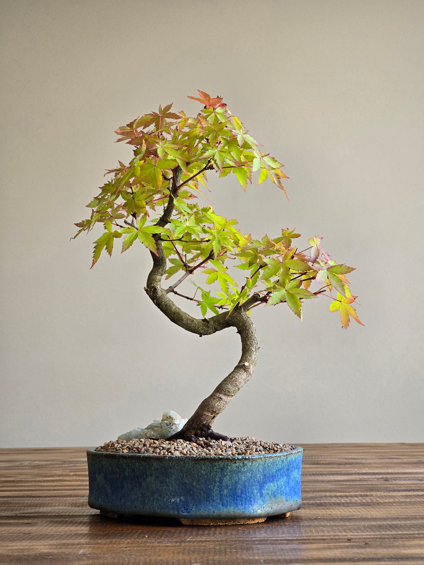 Coral Bark Japanese Maple with handmade pot