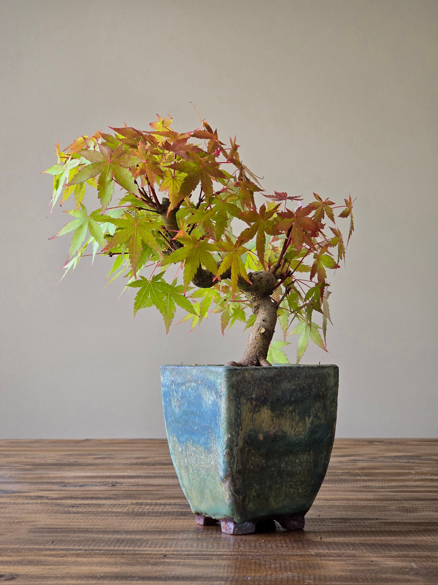 Semi Cascade Coral Bark Japanese Maple with handmade pot