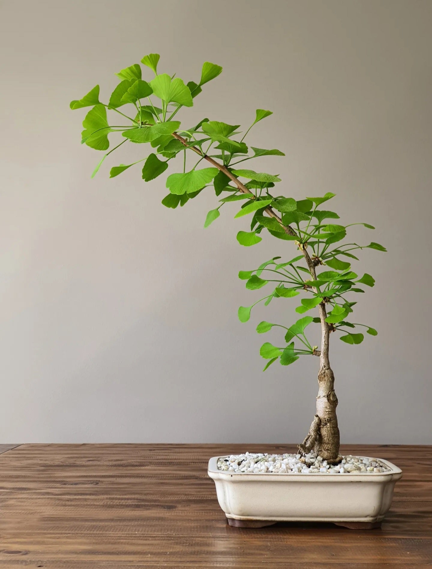 Gingko Bonsai #001