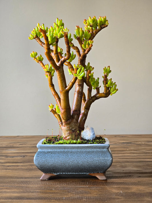 Crassula Ladies Fingers Bonsai