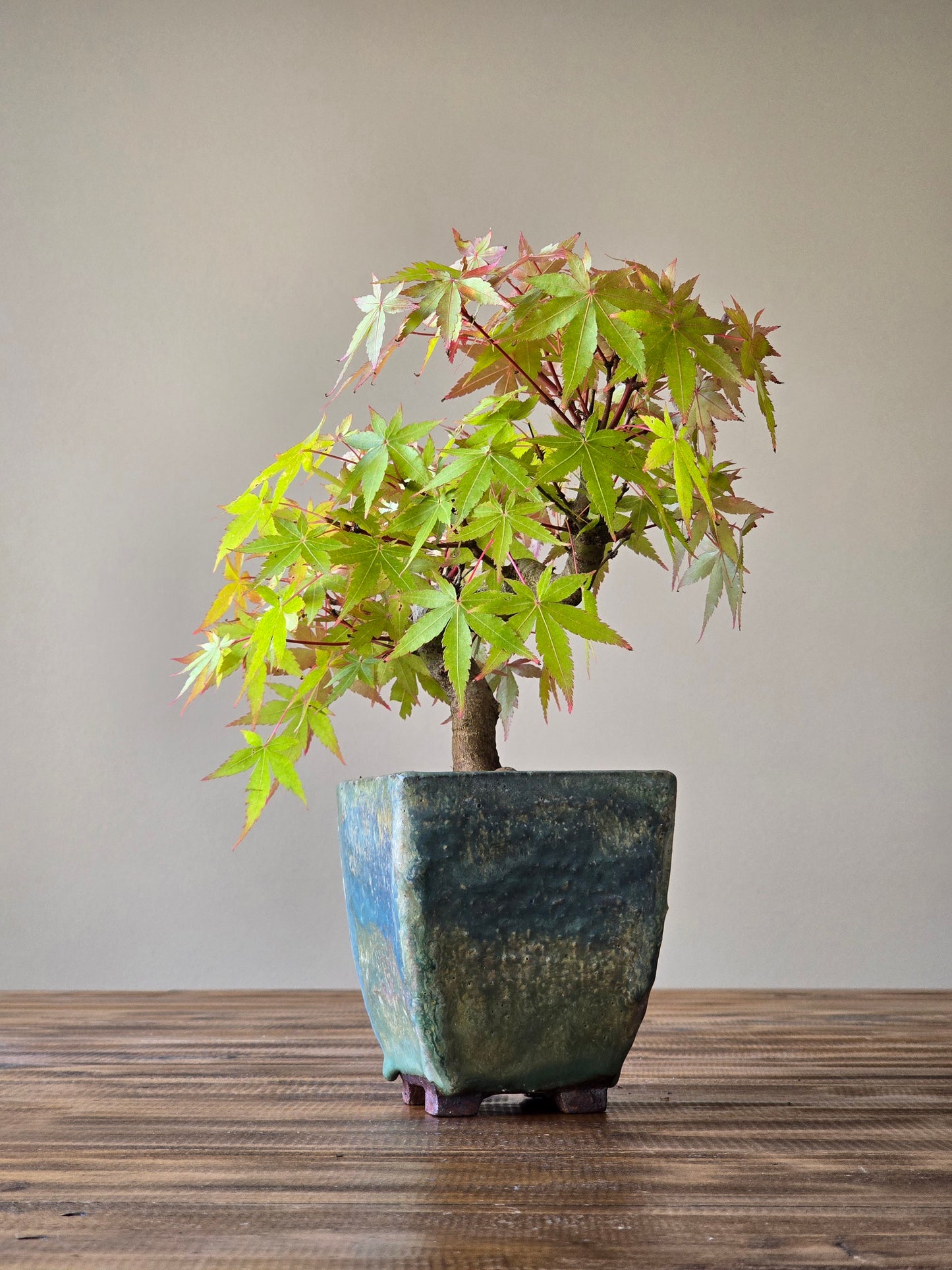 Semi Cascade Coral Bark Japanese Maple with handmade pot