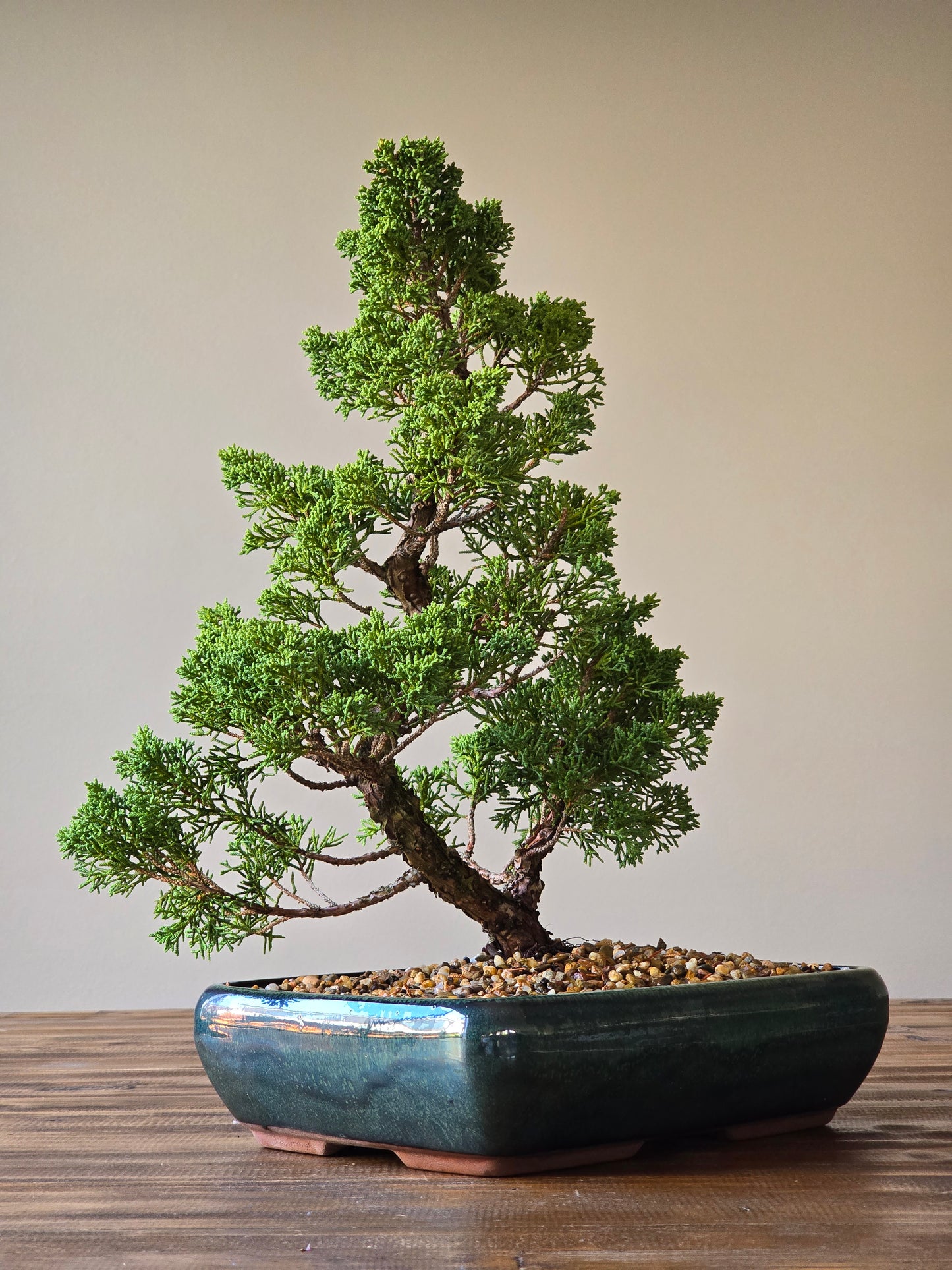 Shimpaku Juniper Bonsai